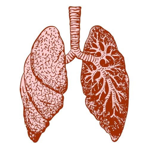Homepathy Treatment for Respiratory Illnesses