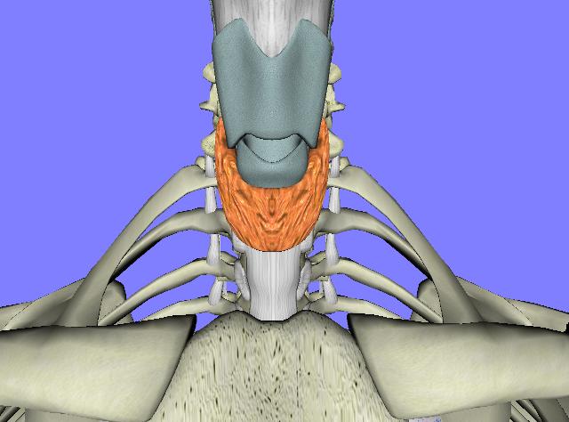 Homeopathy Treatment for Thyroid
