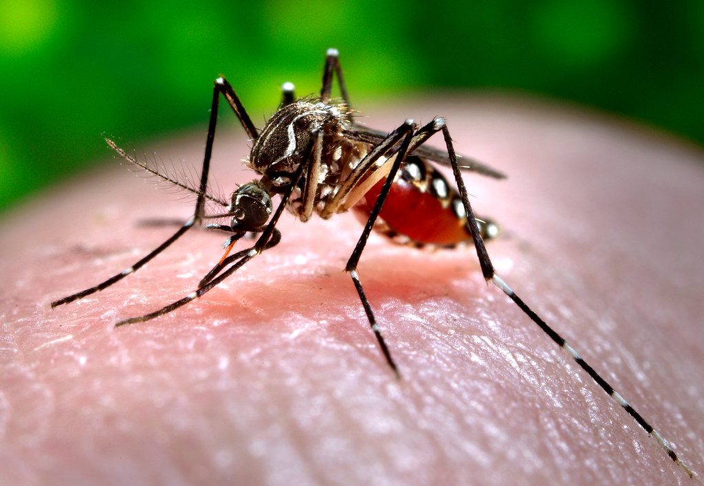 Homeopathy Treatment for Dengue