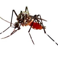 Dengue