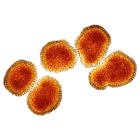Influenza A