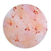 Typhoid
